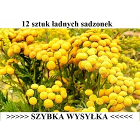    Közönséges tansy 12 db - kullancsriasztó - gyors szállítás