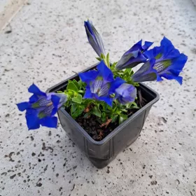    Dinaric Gentiana Gentiana Dinarica évelő évelő palánták a kertbe