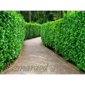    Keleti cseresznye babér Elly, cserép, jogosítvány, fagyállóság -25!!!