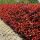  Fraseri "Little Red Robin"