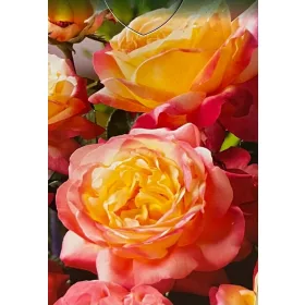  Tarka rózsa palánta 2-3l 60 cm-es edényben