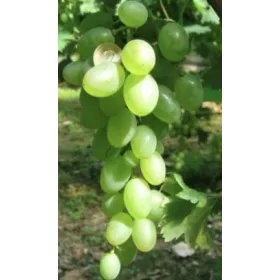  Gałbiena Nou szőlő 40-60 cm