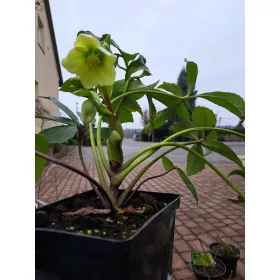  Fehér hunyor DIEGO ICE Helleborus niger VIRÁGOS VETÉS