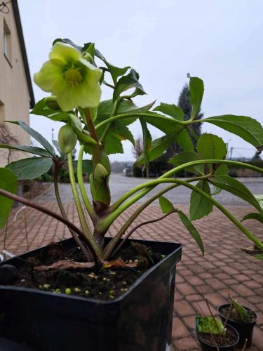  Fehér hunyor DIEGO ICE Helleborus niger VIRÁGOS VETÉS
