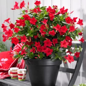  Sundaville kúszónövény CLASSIC RED palánta P12