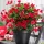  Sundaville kúszónövény CLASSIC RED palánta P12