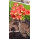  Rhododendron és azálea palánta 1-2l-es edényben, 90-110 cm