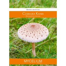  Napernyőgomba micélium Micélium 60 ml