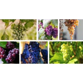 5 mag nélküli fajta szőlő, 40-60 cm