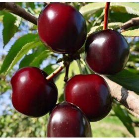 Cseresznye ukrán palánta csupasz gyökérrel 120-140 cm