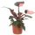 Philodendron PINK PRINCESS (Philodendron) szobanövény P12 - M