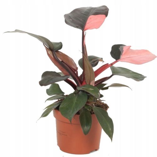 Philodendron PINK PRINCESS (Philodendron) szobanövény P12 - M