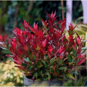   JAPÁN ÉGETŐ SZERETET ÉGŐ SZERETET, MINDIG ZÖLD – TÉLEN NEM VESZTI EL A LEVELEKET