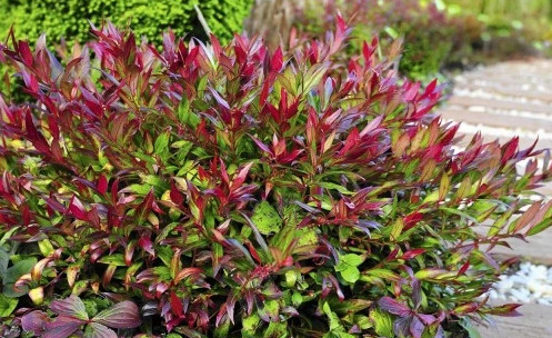 JAPÁN ÉGETŐ SZERETET ÉGŐ SZERETET, MINDIG ZÖLD – TÉLEN NEM VESZTI EL A LEVELEKET