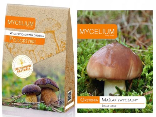  Mycelium of Mycelium bay bolets 120 ml