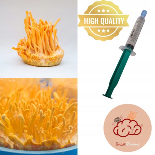  CORDYCEPS MILITARIS (CORDYCEPS MILITARIS) - FOLYÉKONY MYCELIA 10ml LC