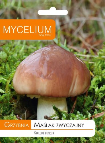  Micélium micélium 10 g