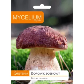  Micélium fenyővargánya micélium 10 g