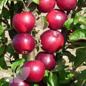    Malyukh balerina almafák, csupasz gyökerű palánta 90-120 cm