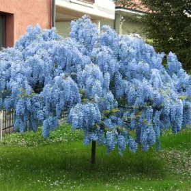  Wisteria BLUE MOON TÖRPE FAJTA