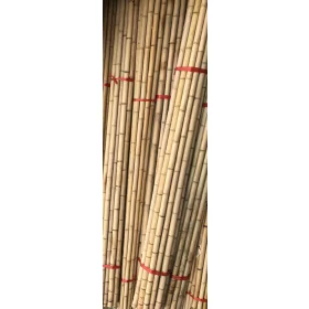   Növényi támasztó - Bambuszoszlopok 250 cm (20 db) átmérő 3-4 cm