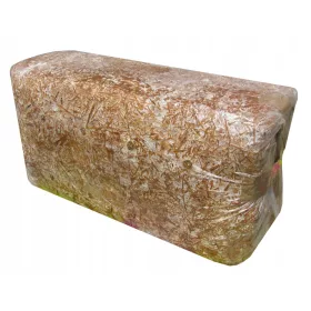  laskagomba micélium laskagomba szubsztrát ehető gomba