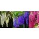  Wisteria kék, rózsaszín és fehér edényben