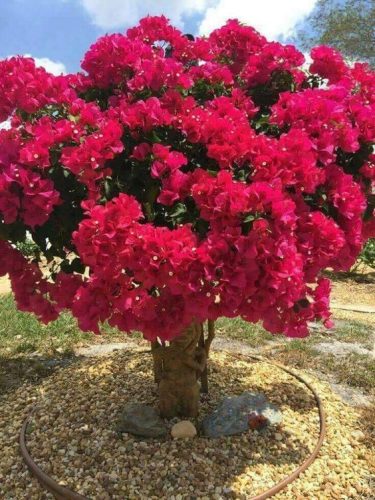  Lagerstroemia rózsaszín palánták DÉL NÉLKÜL 40CM
