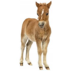   Stencil festéshez - Plüss 3D -s falmatrica ló, csikó 52x110cm