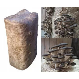  Laskagomba micélium, NAGY kocka, kb. 15 kg