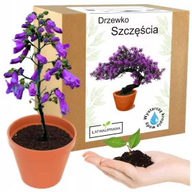    Készlet bonsai boldogságfa, paulownia birodalmi oxifa termesztéséhez