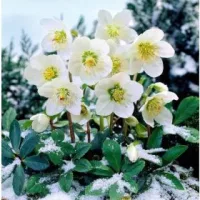 Évelő dísznövények
