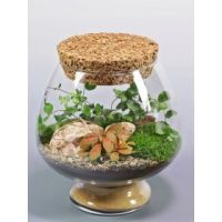 Növény terrárium
