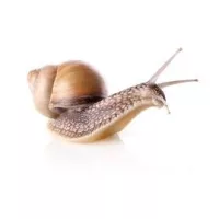 Eszközök a csigák ellen